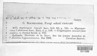 Diplodina aesculi image
